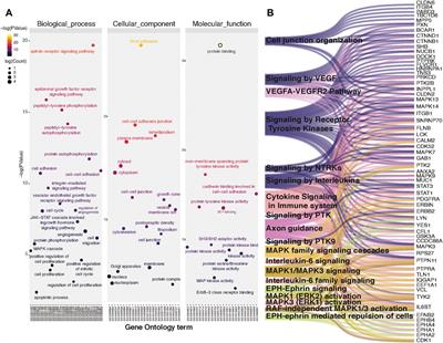 Tyrosine Phosphorylation Profiling Revealed the Signaling Network Characteristics of CAMKK2 in Gastric Adenocarcinoma